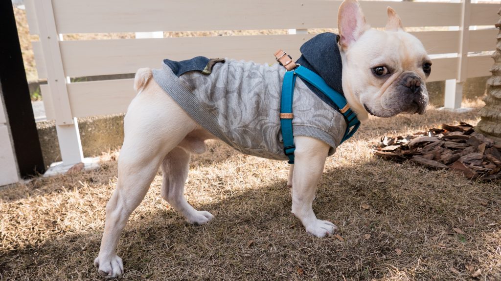 20170303 こてつハーネス-3