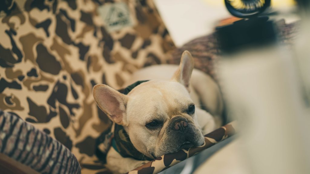 α7Ⅱ ＋ FE85mmF1.8