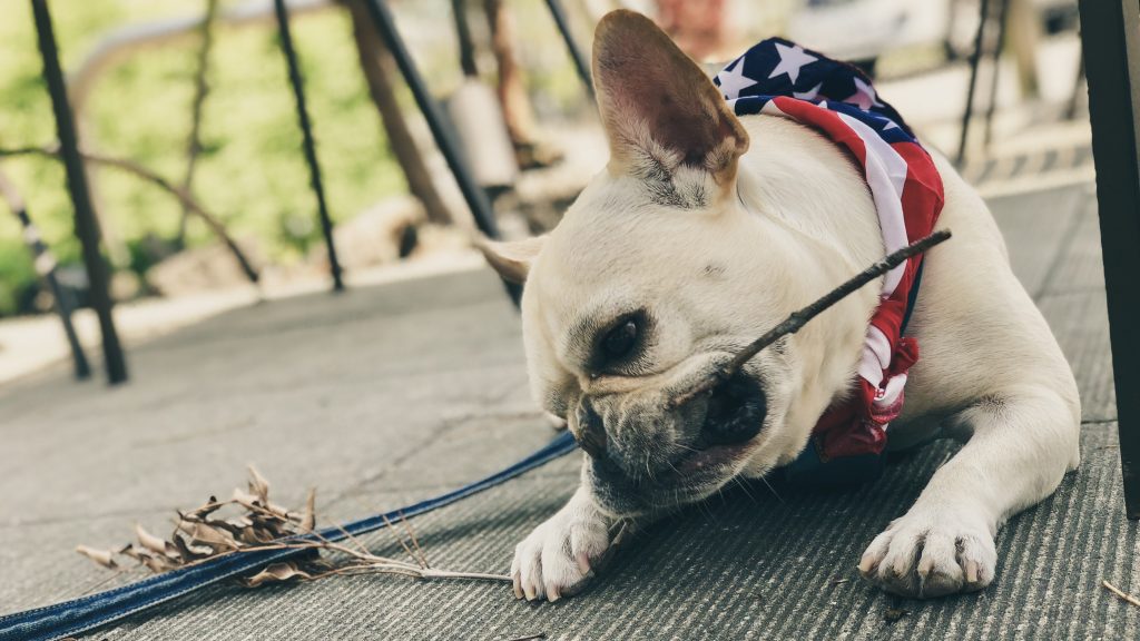 フレンチブルドッグと枝